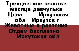  Трехцветное счастье 2 месяца девчулька › Цена ­ 50 - Иркутская обл., Иркутск г. Животные и растения » Отдам бесплатно   . Иркутская обл.